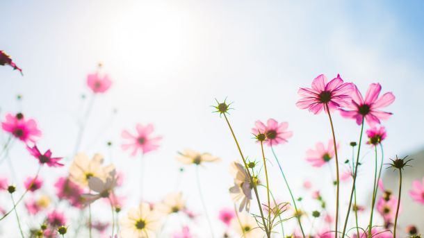 Men’s Bodyland Floral Harmony Massage